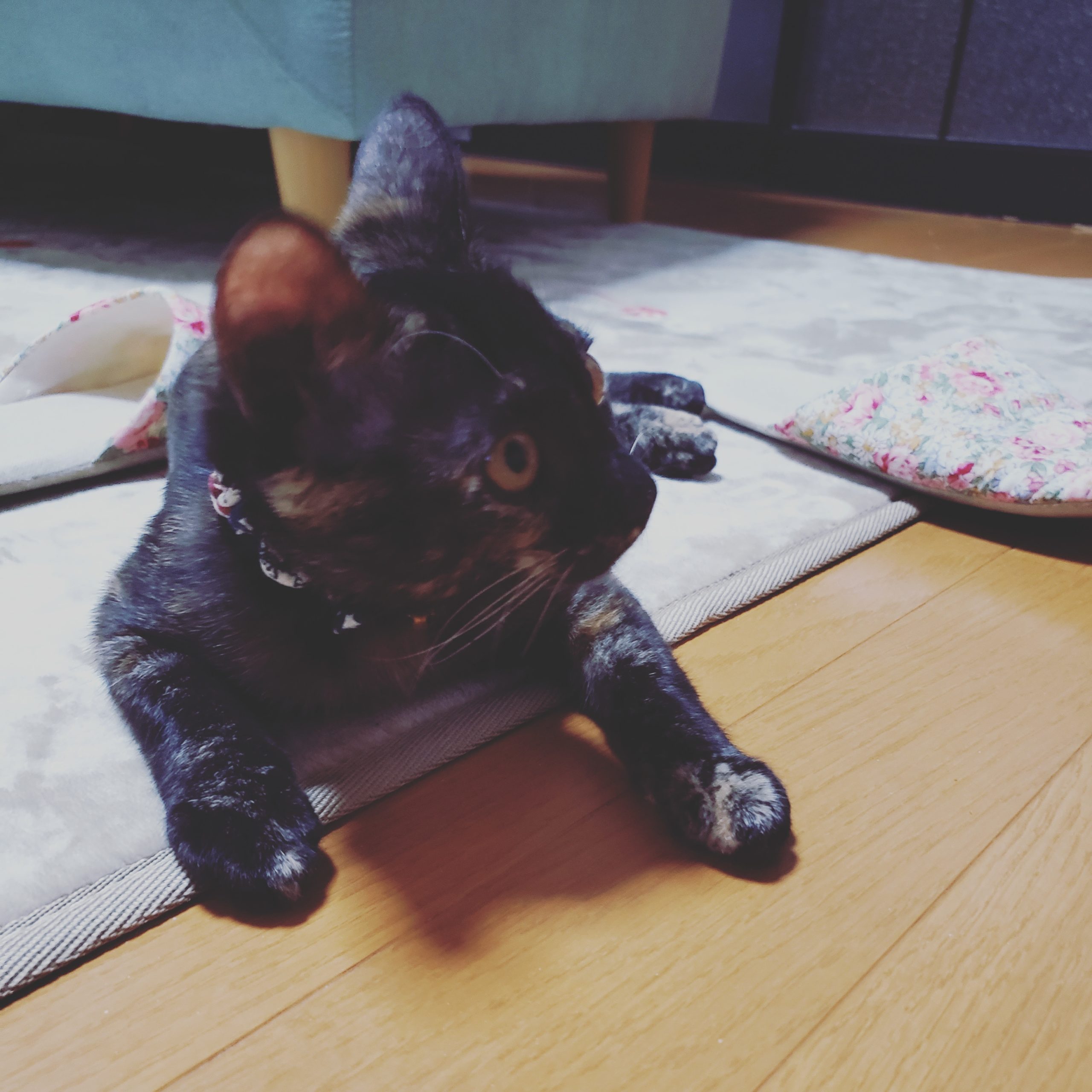 「ねこと暮らすにあたって用意しておいたほうが良い物」のアイキャッチ画像