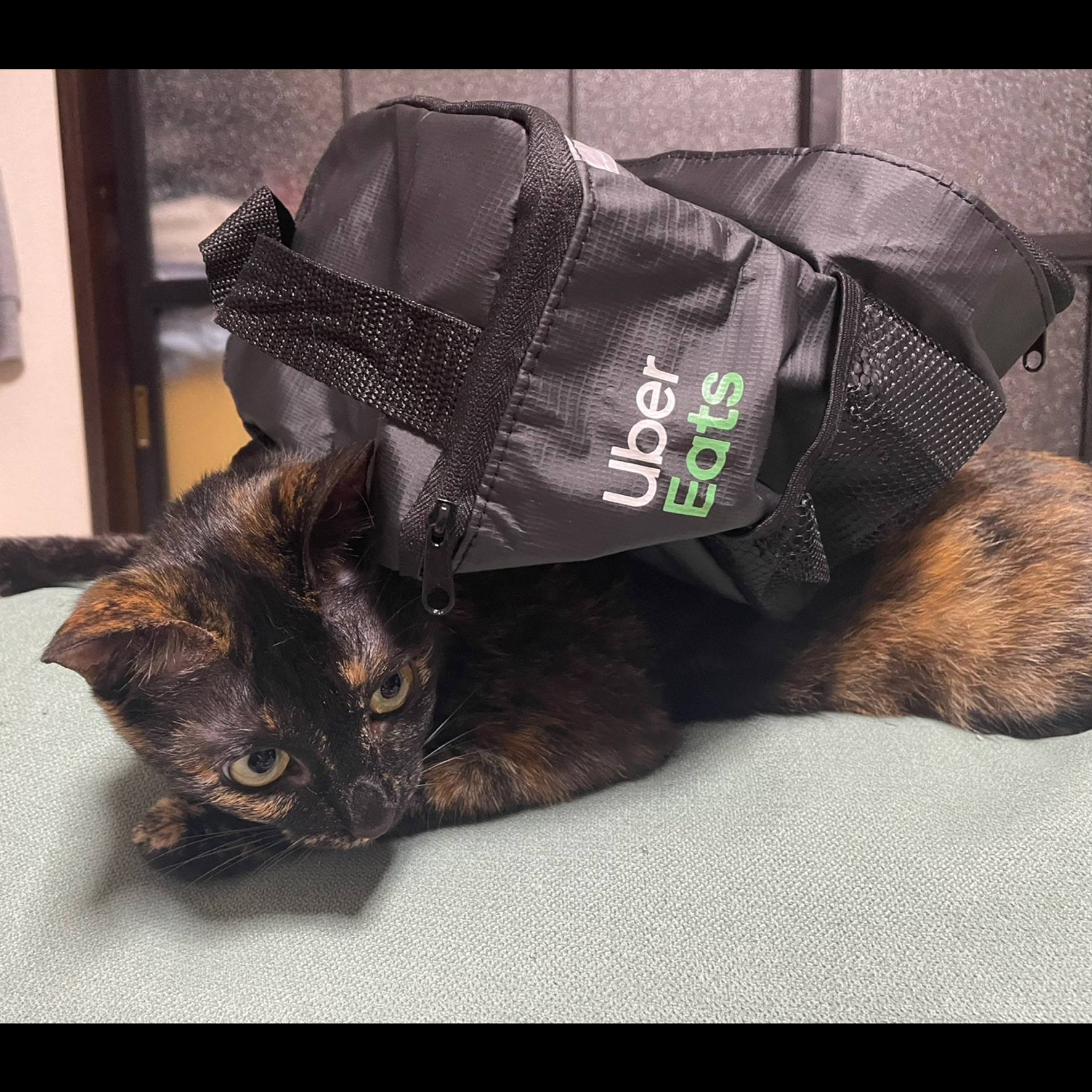 「猫のUber eats」のアイキャッチ画像